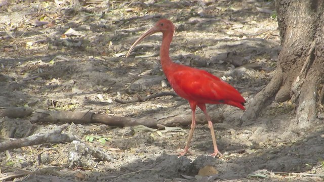 ibis rudý - ML361208171