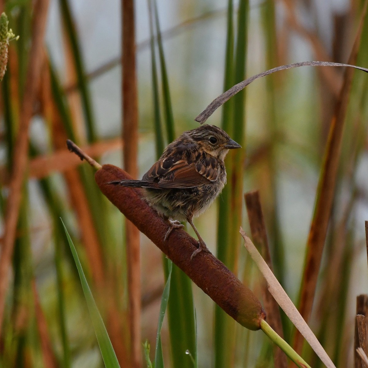 Swamp Sparrow - Bill Massaro