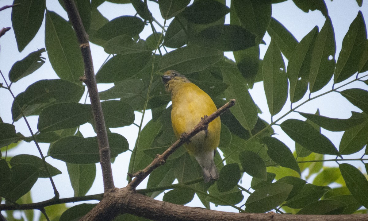 West Mexican Euphonia - ML361208751