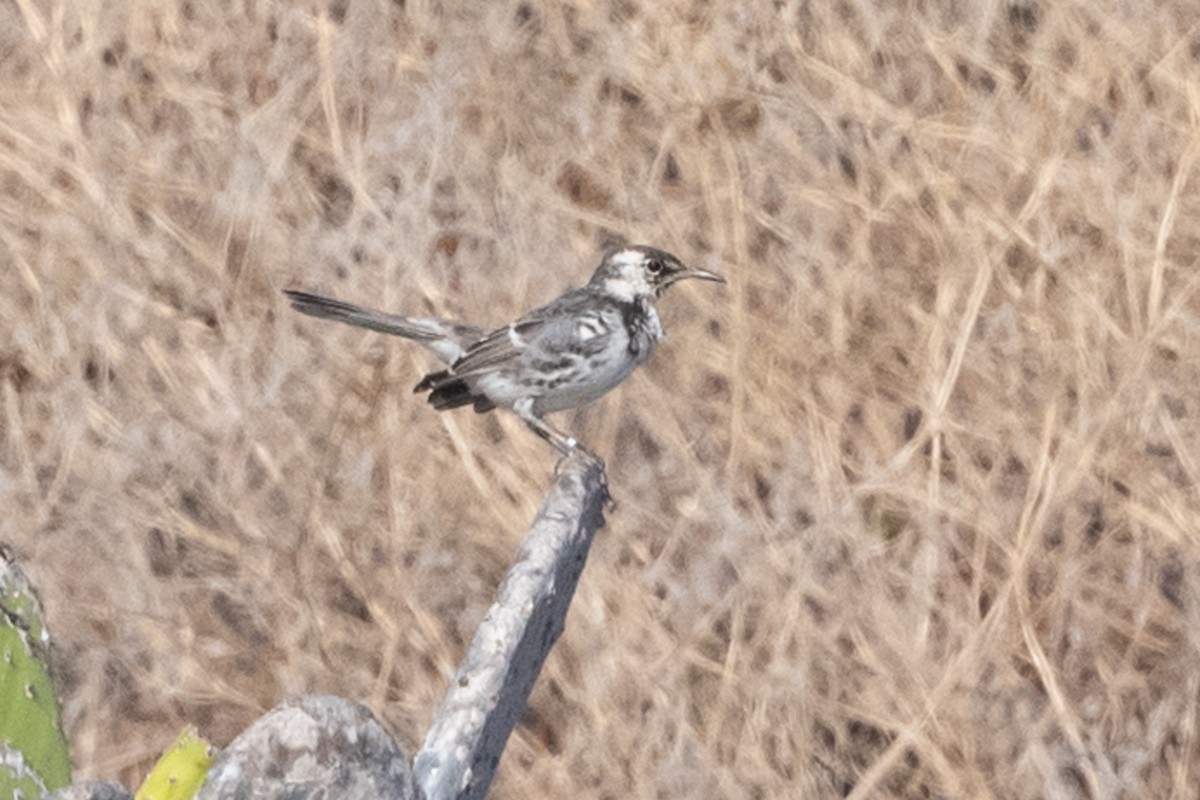 Floreana Mockingbird - Adam Jackson