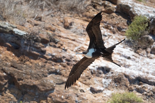 Great Frigatebird