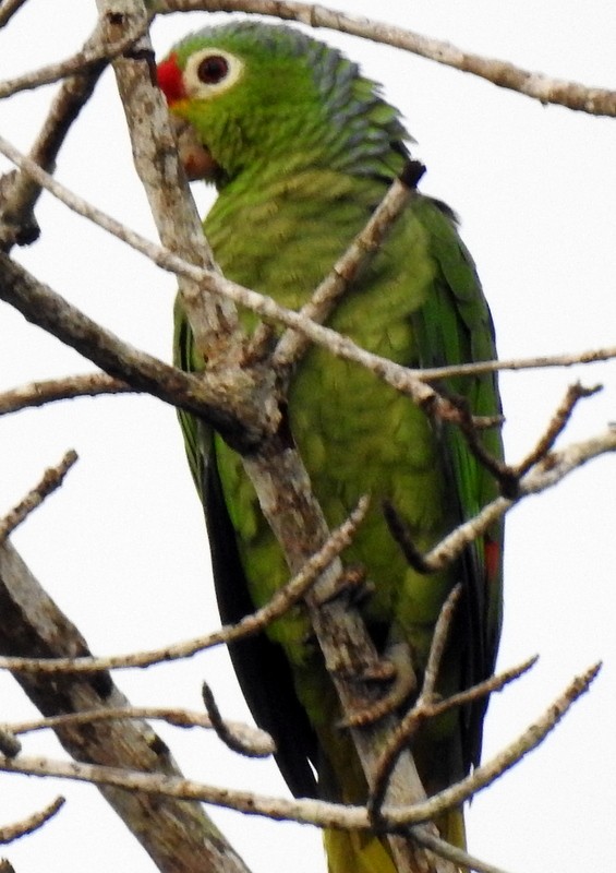 Red-lored Parrot - ML361213651