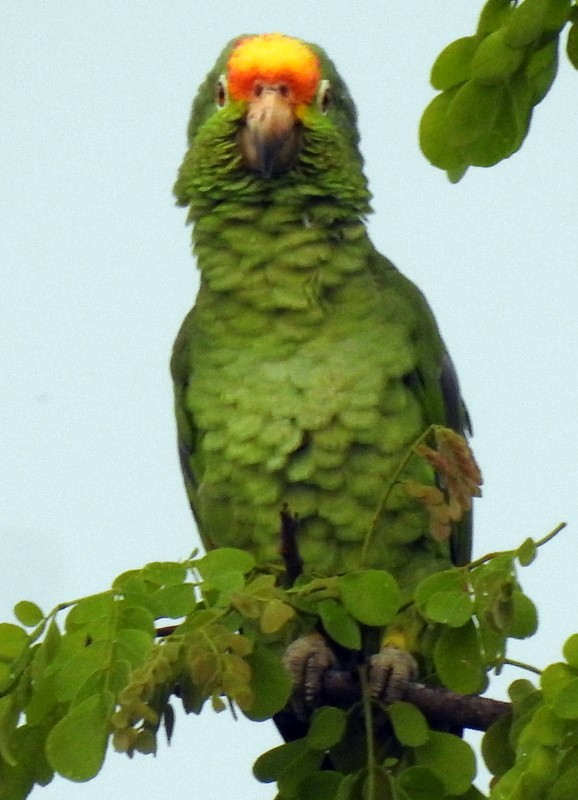 Red-lored Parrot - ML361213721