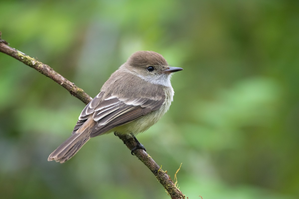 Galapagos Flycatcher - Adam Jackson