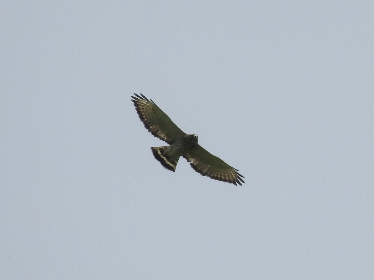 Broad-winged Hawk - ML361218331