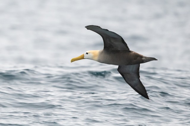 Waved Albatross