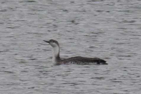 Red-throated Loon - David Brown