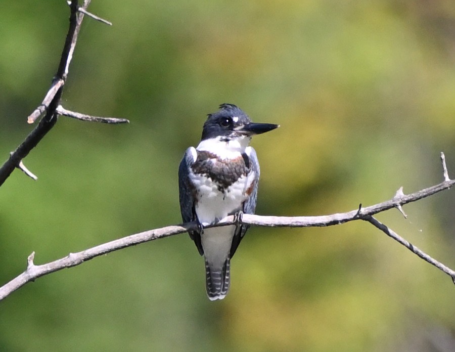 Belted Kingfisher - ML361224631