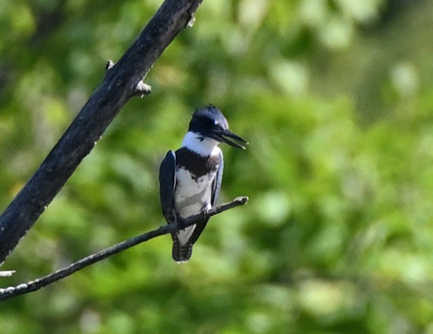 Belted Kingfisher - ML361224651