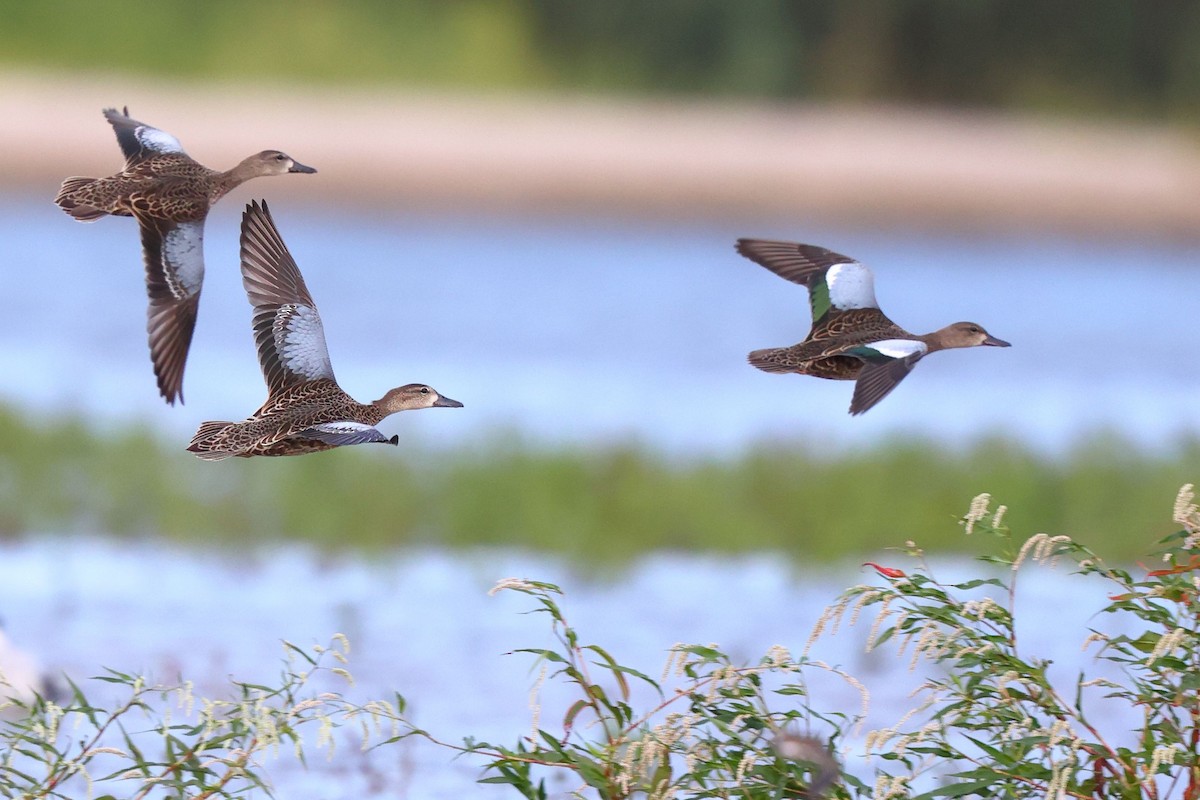 Blue-winged Teal - ML361225771