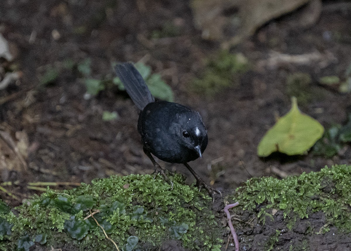 White-crowned Tapaculo - ML361228401