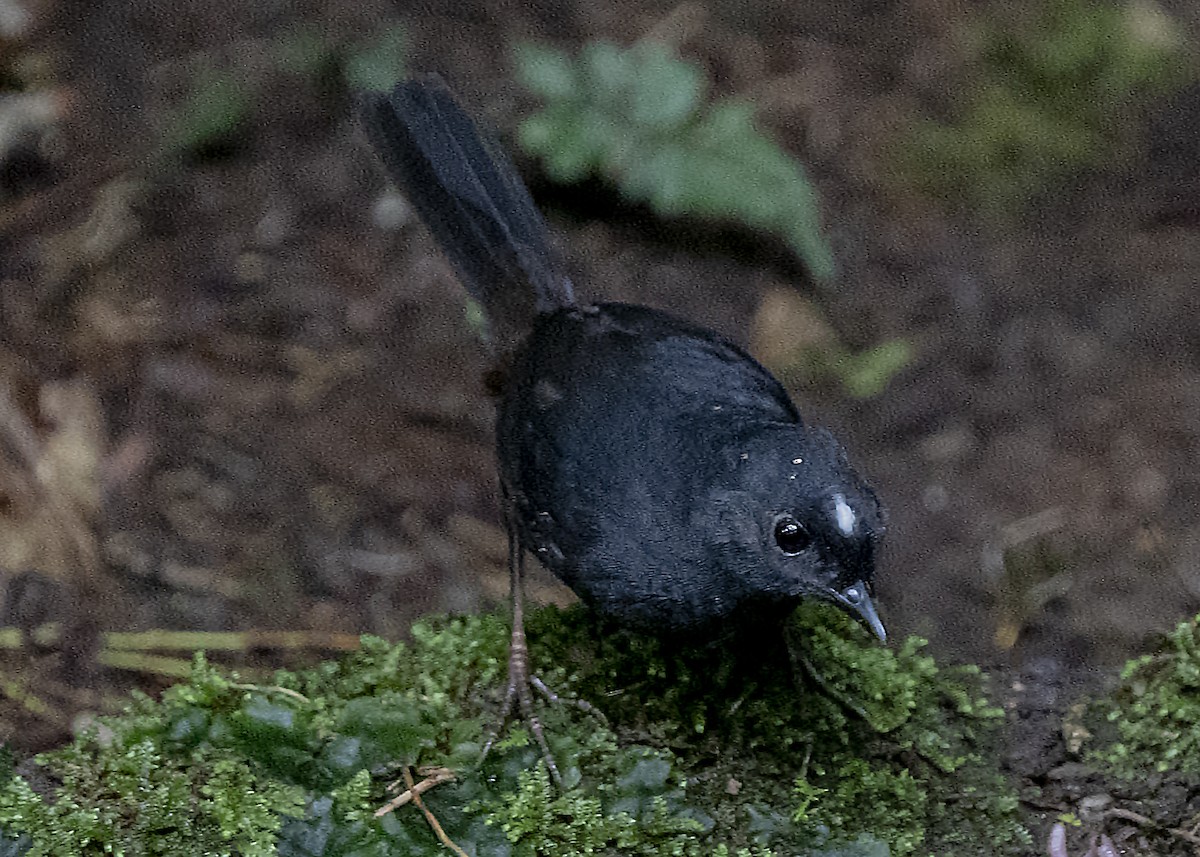 White-crowned Tapaculo - ML361230261