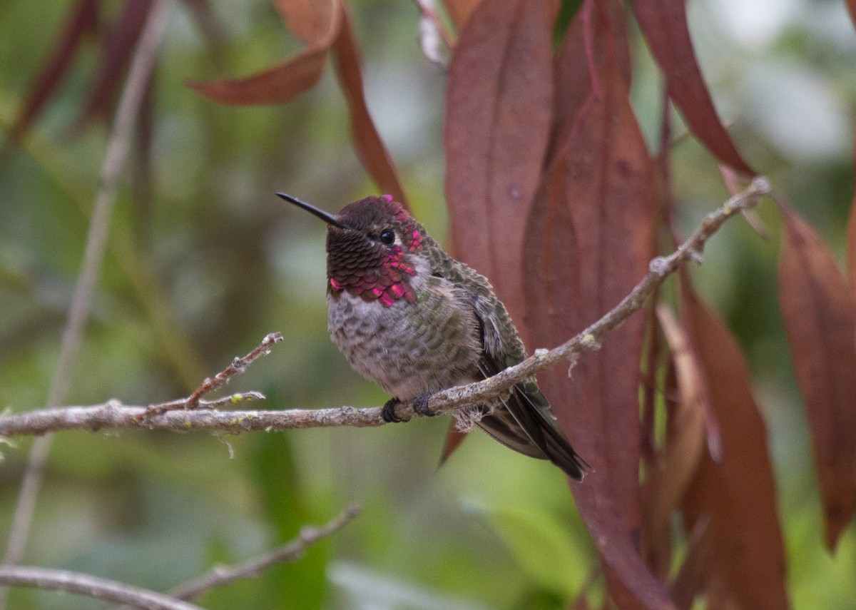 Anna's Hummingbird - Griffin Richards