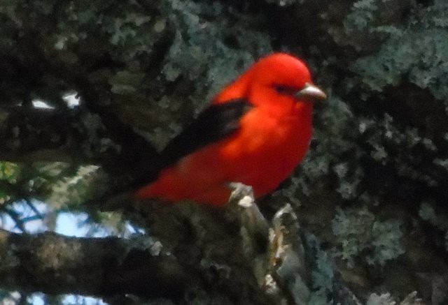 Scarlet Tanager - ML36123201
