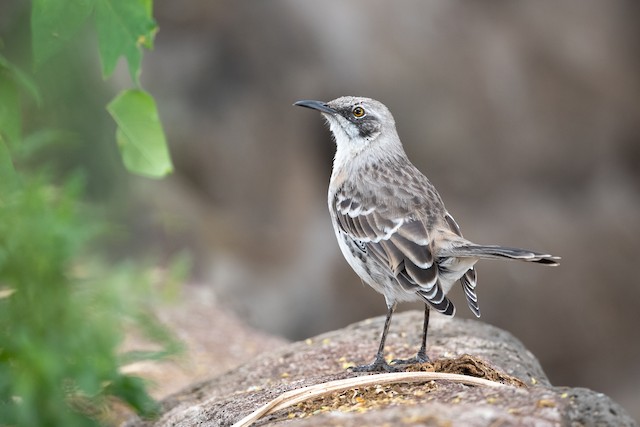 San Cristobal Mockingbird