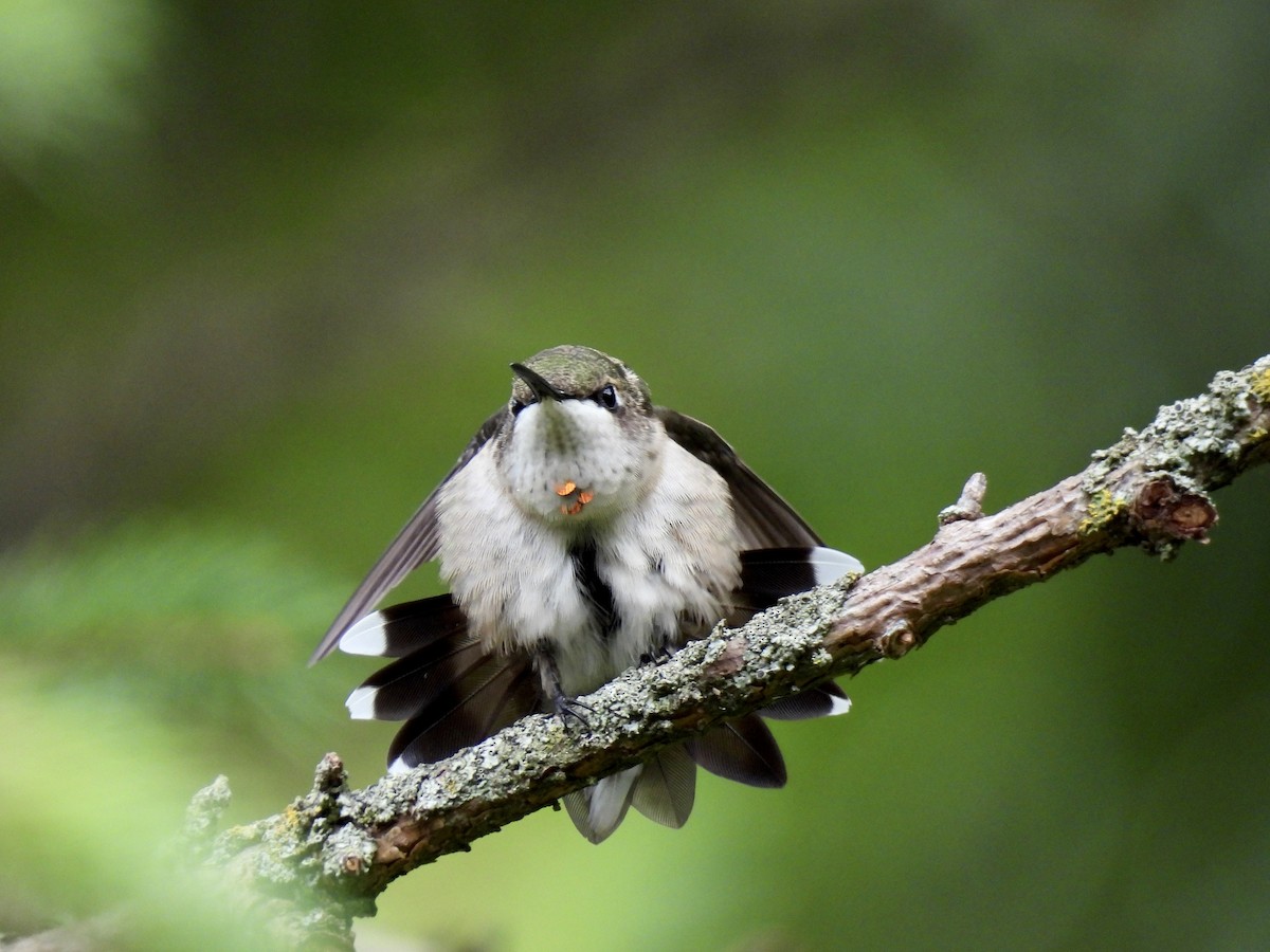 Ruby-throated Hummingbird - Joey Magerl