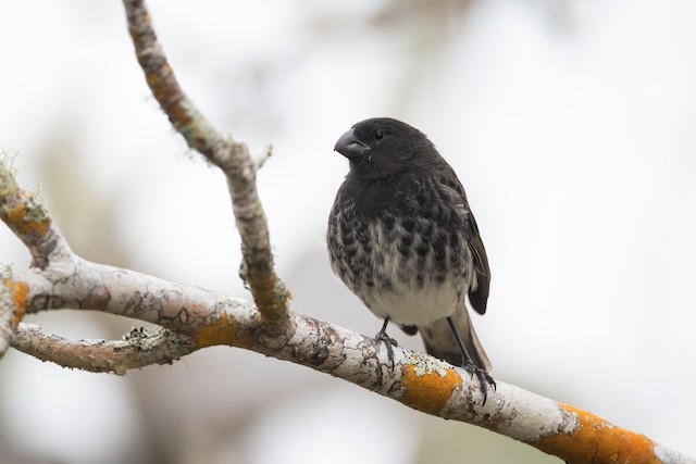 Vegetarian Finch