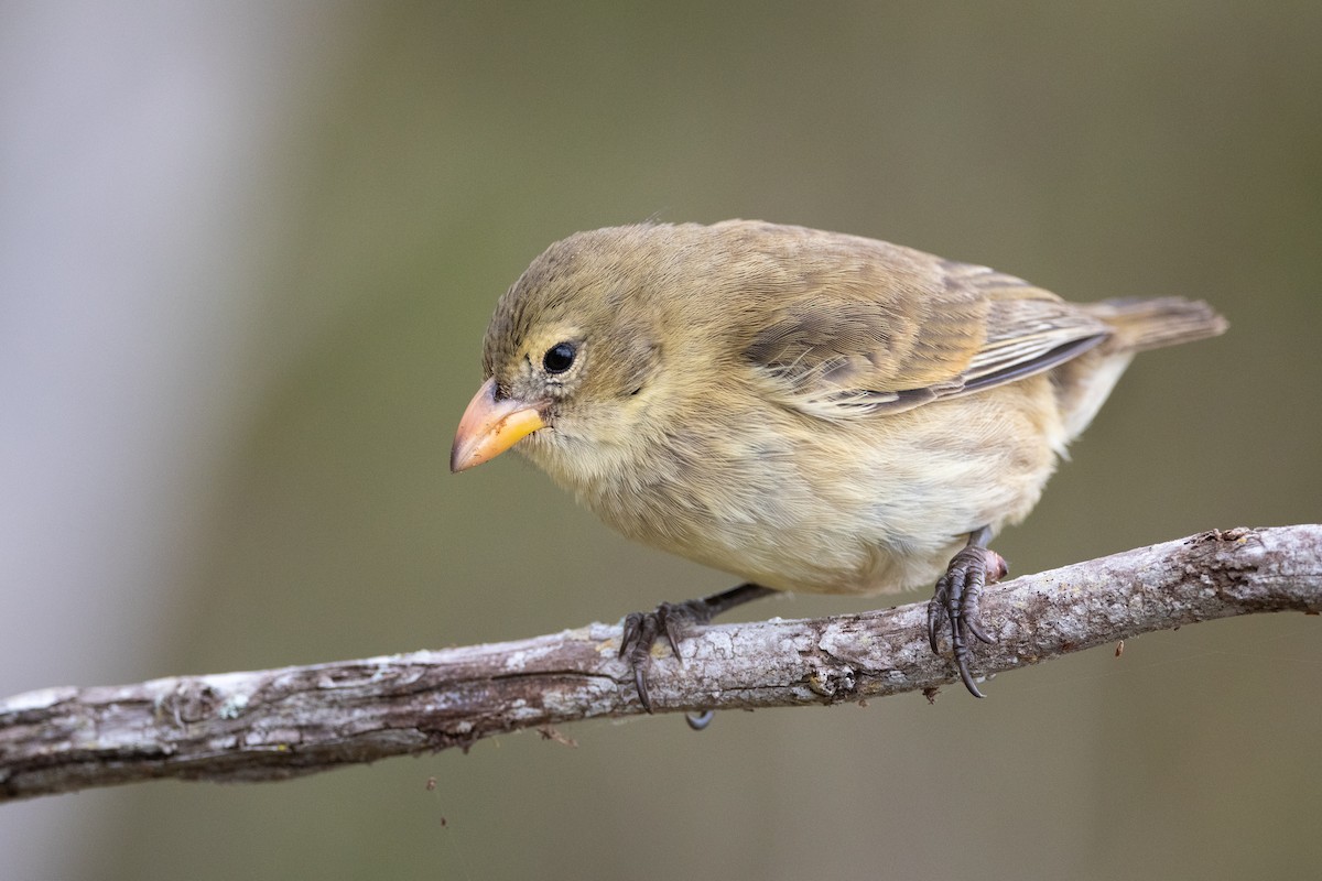 Woodpecker Finch - Adam Jackson