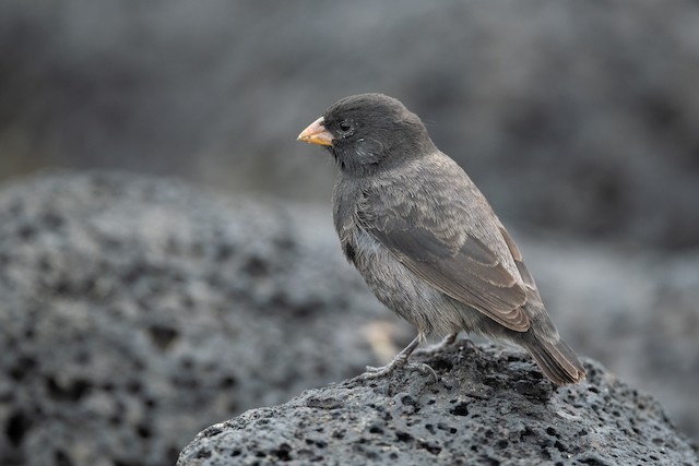 Small Ground-Finch