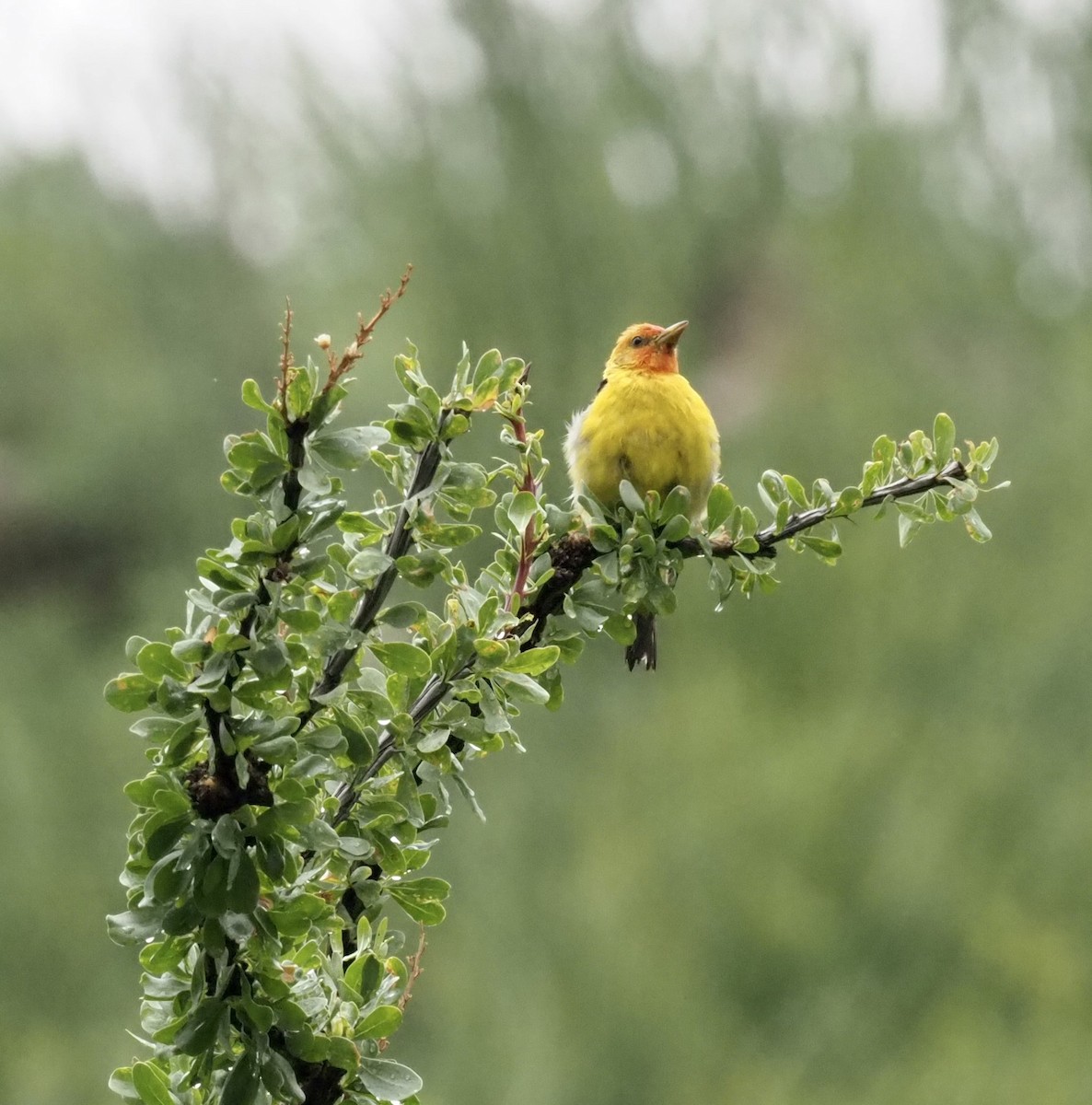 Western Tanager - Yve Morrell