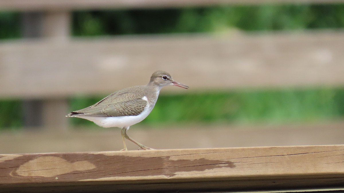 Spotted Sandpiper - Susan Young