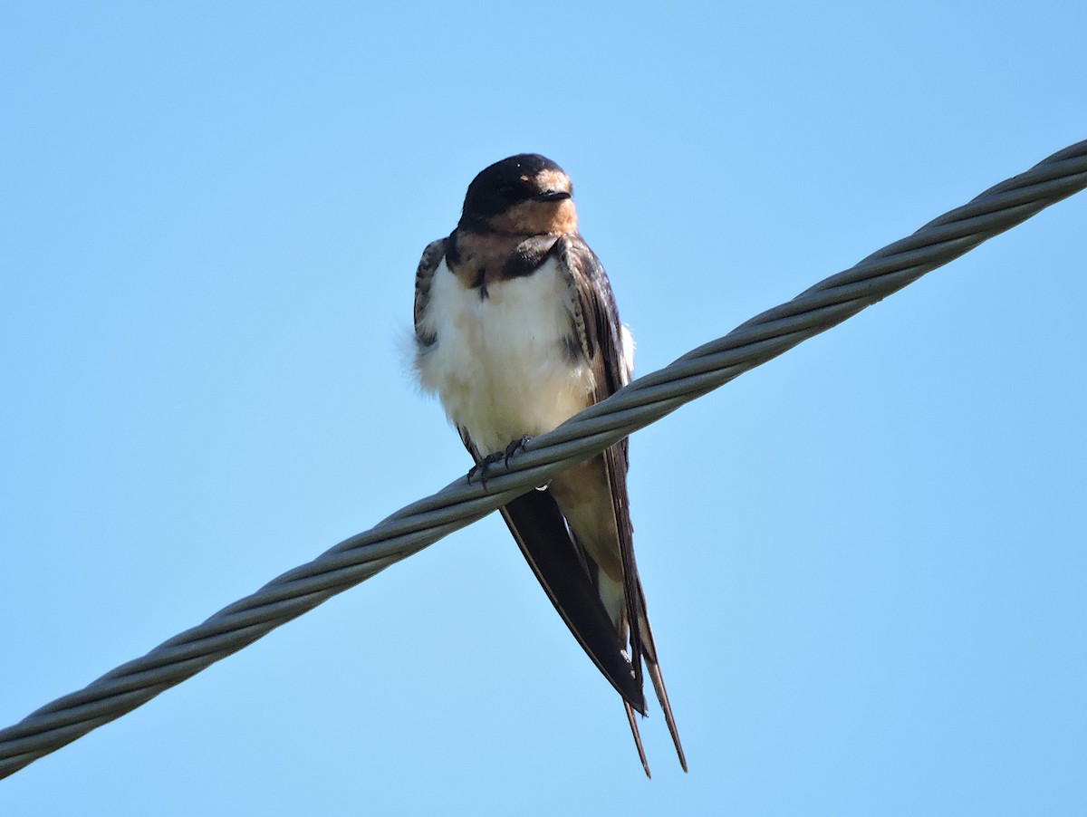 Barn Swallow - Ric Pedler
