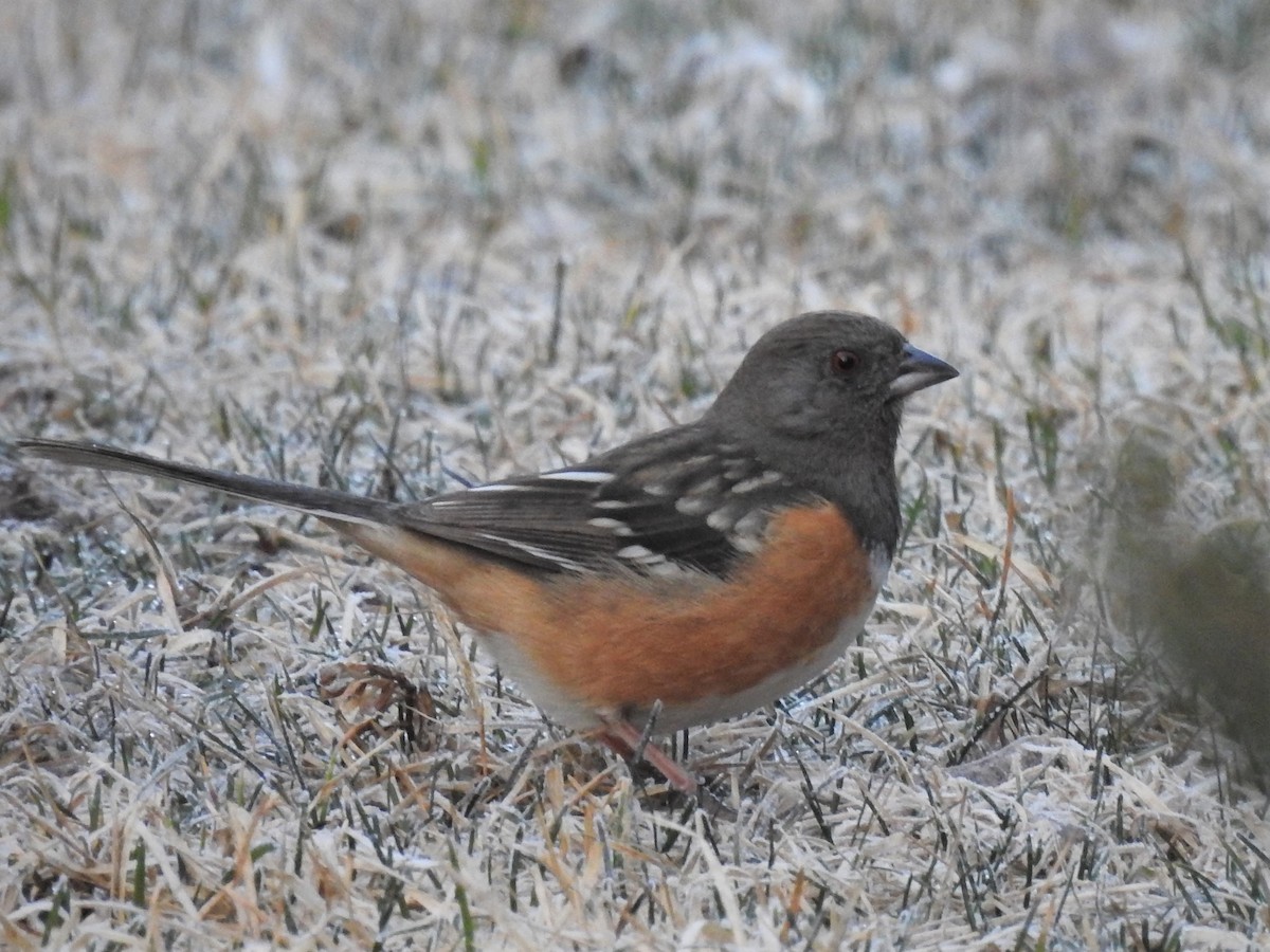 Spotted Towhee - ML361241891