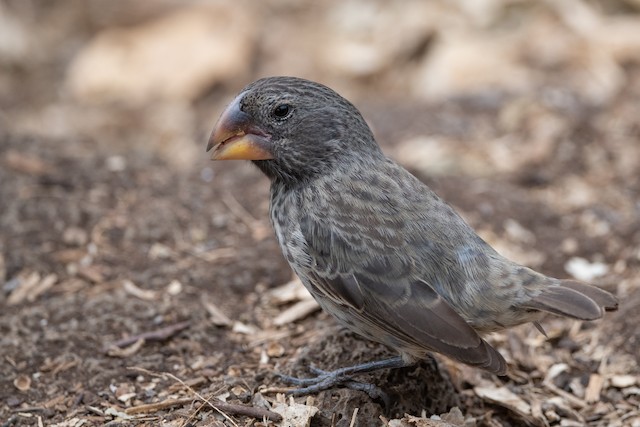 Large Ground-Finch