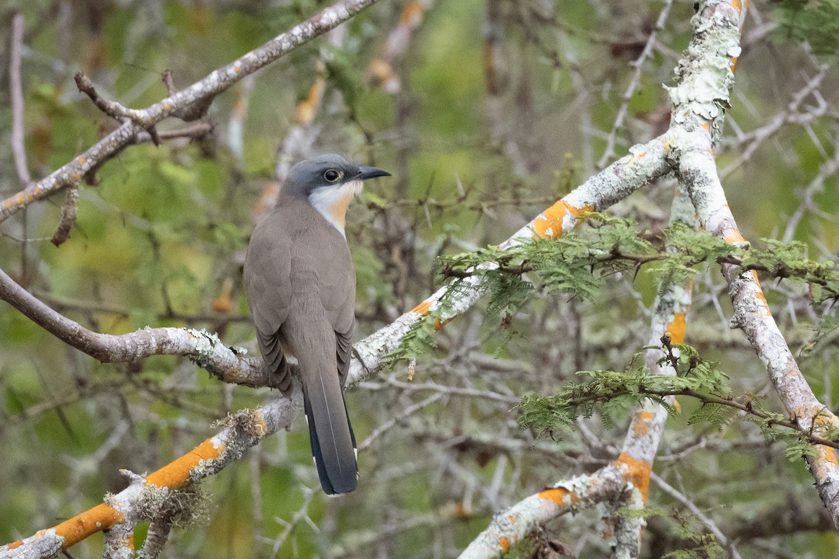 Dark-billed Cuckoo - Adam Jackson