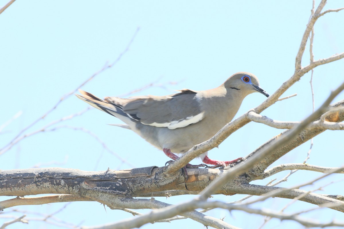 White-winged Dove - Mike O'Malley