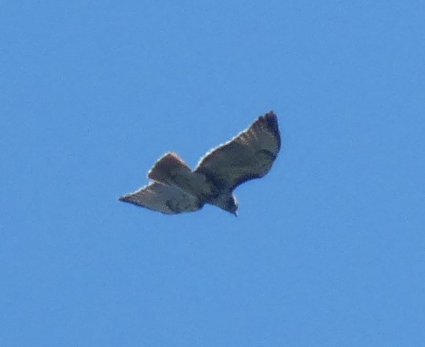 Red-tailed Hawk (umbrinus) - ML361265161