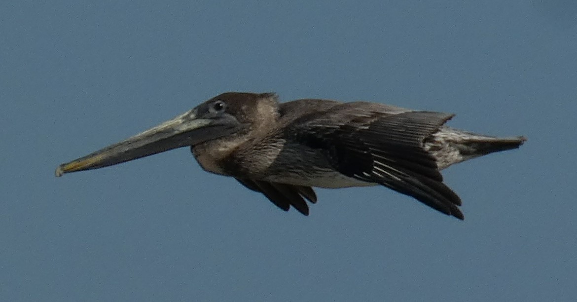 pelikán hnědý (ssp. carolinensis) - ML361275601