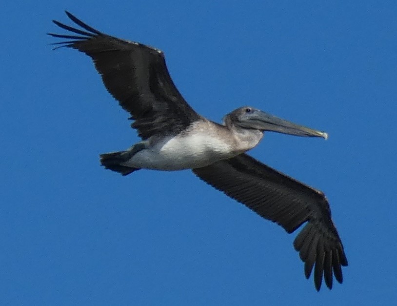 pelikán hnědý (ssp. carolinensis) - ML361275631