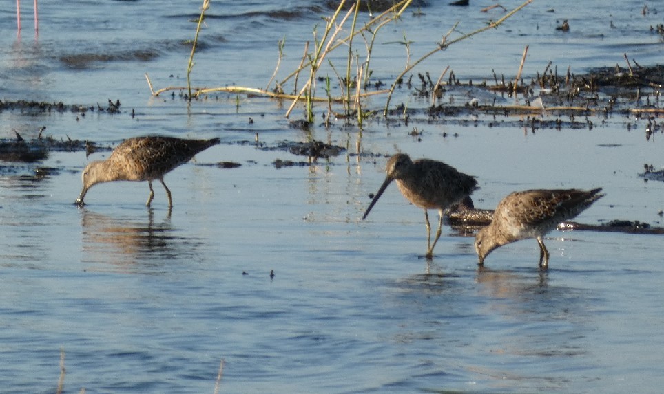 Long-billed Dowitcher - ML361275801