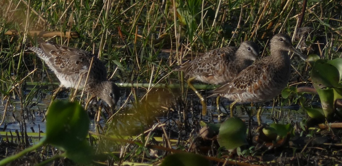 Long-billed Dowitcher - ML361275871