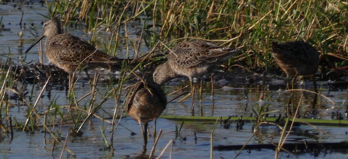Long-billed Dowitcher - ML361275911