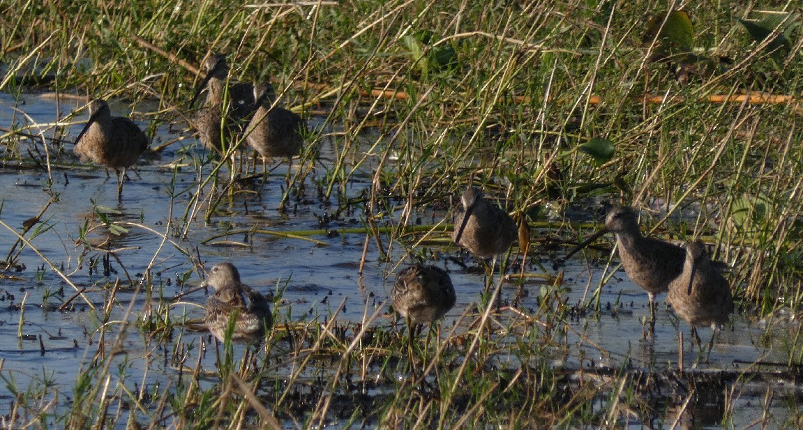 Long-billed Dowitcher - ML361275931