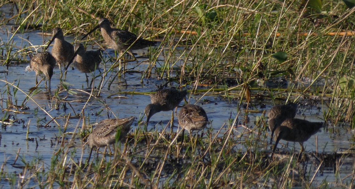 Long-billed Dowitcher - ML361275991