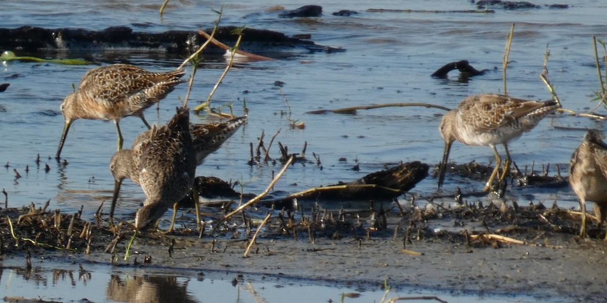 Long-billed Dowitcher - ML361276031