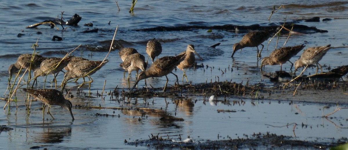 Long-billed Dowitcher - ML361276071