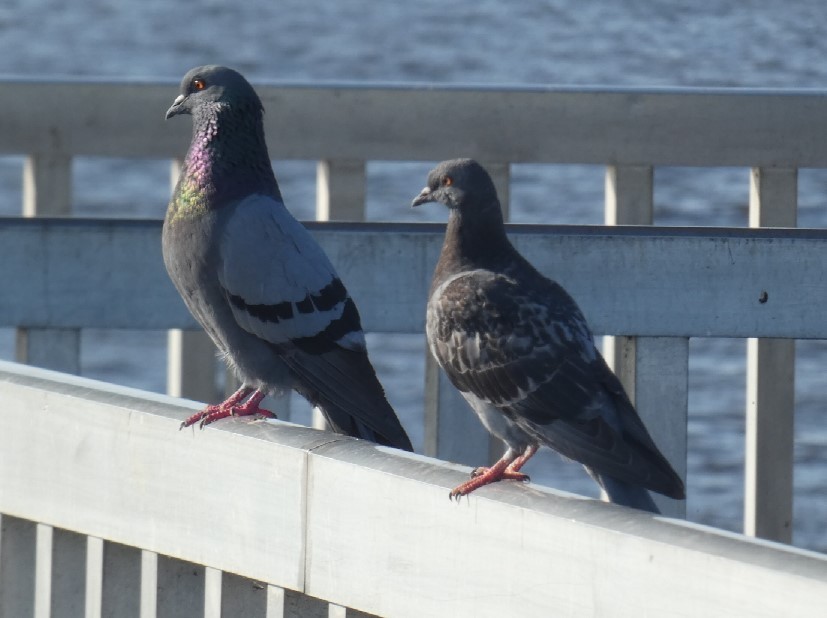 Rock Pigeon (Feral Pigeon) - ML361278771