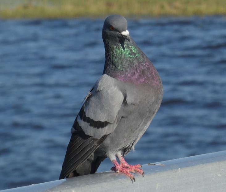 Rock Pigeon (Feral Pigeon) - ML361278841