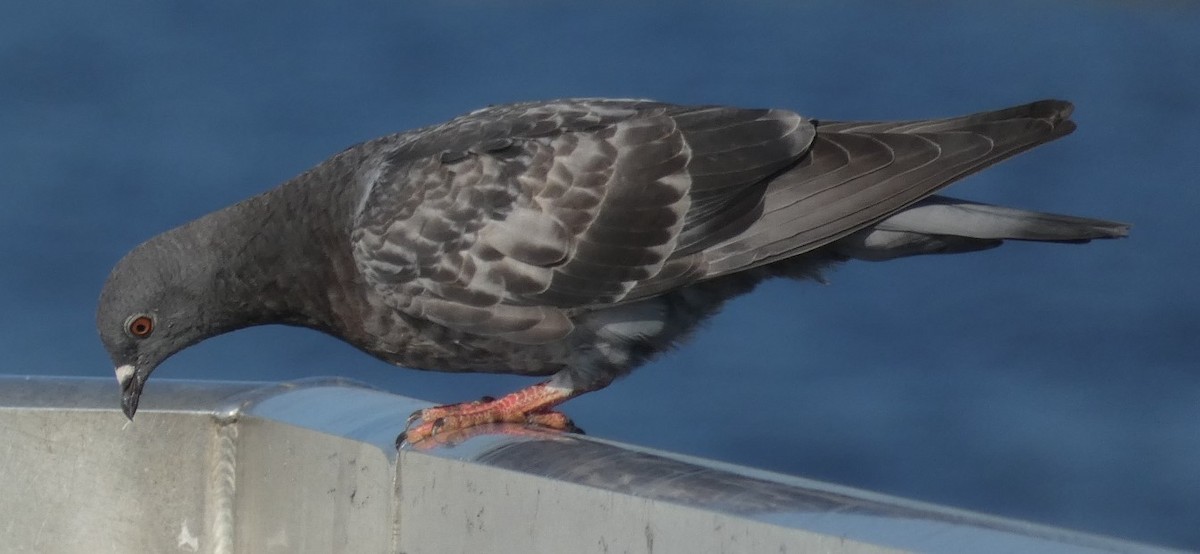 Rock Pigeon (Feral Pigeon) - ML361278901