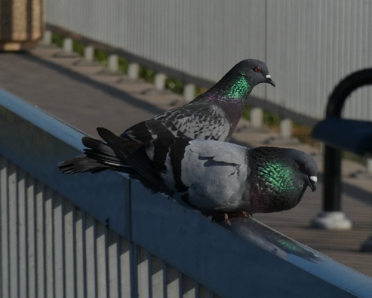 Rock Pigeon (Feral Pigeon) - ML361278981