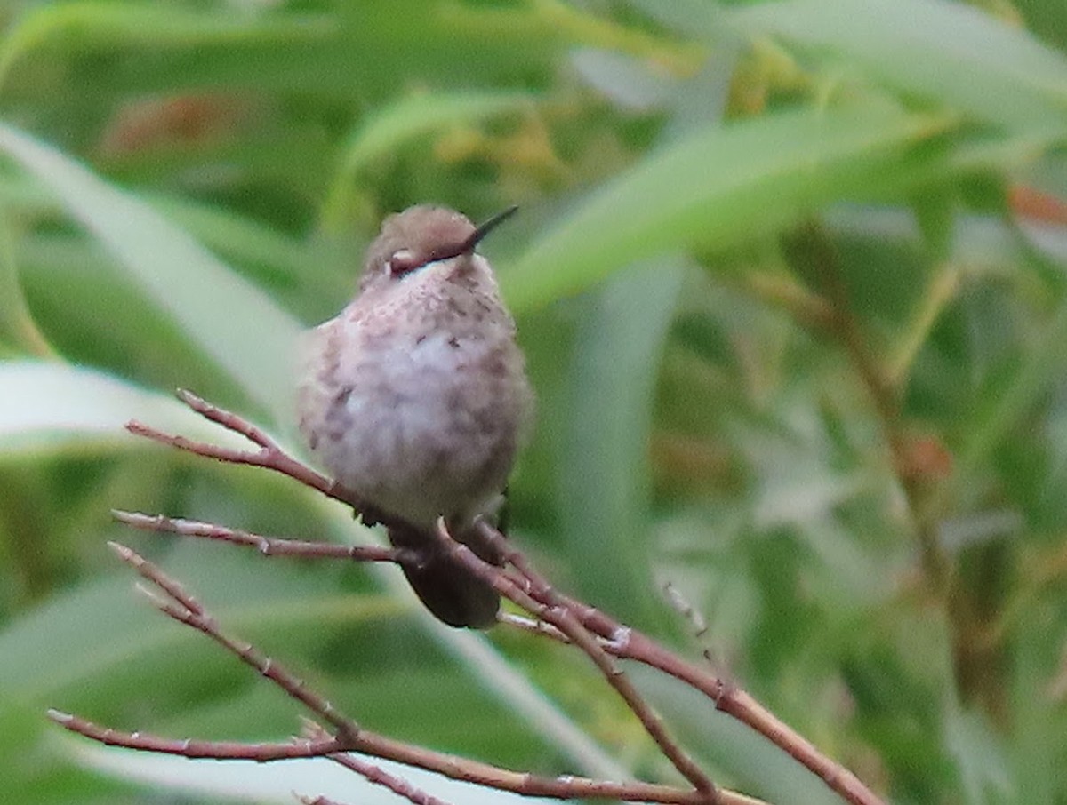 Anna's Hummingbird - ML361282891