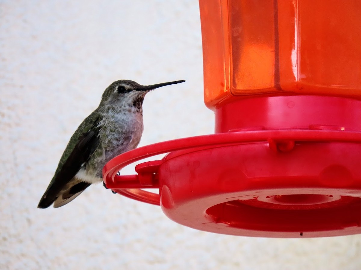 Anna's Hummingbird - ML361284281