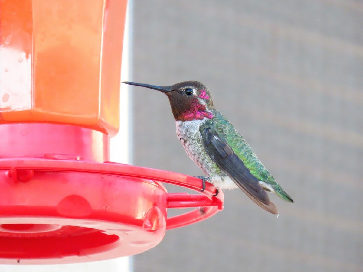 Anna's Hummingbird - ML361284801
