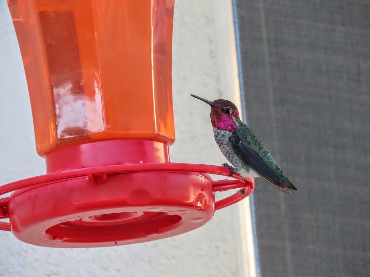 Anna's Hummingbird - ML361285971