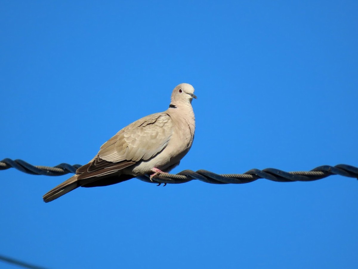 Eurasian Collared-Dove - ML361286181