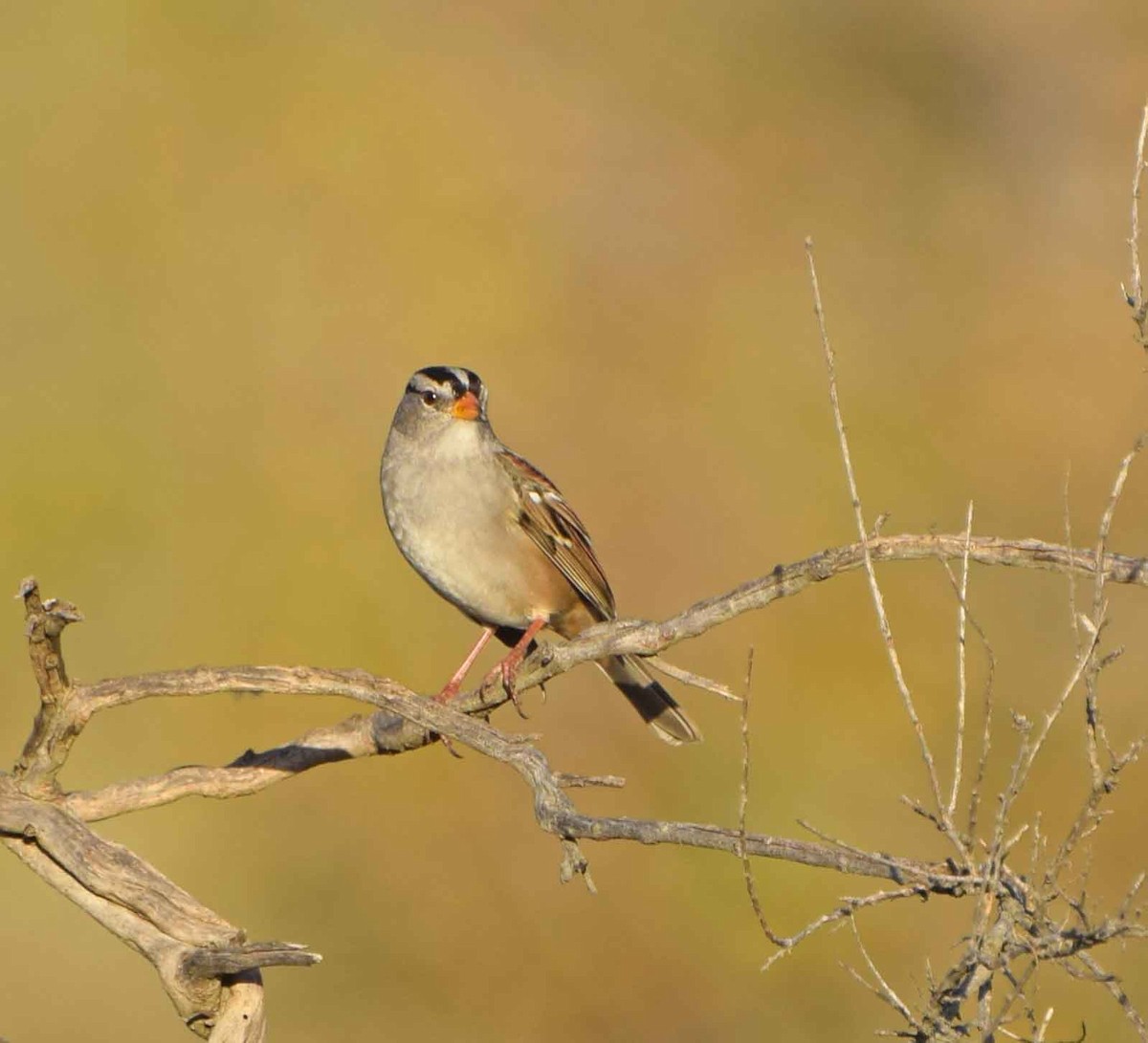 White-crowned Sparrow - John Bruin